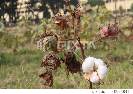 peruvian pima cotton on tree in farm peruvian pima cotton on tree in farm 140925041