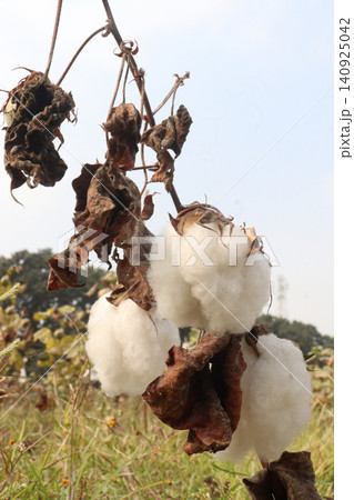 peruvian pima cotton on tree in farm 140925042