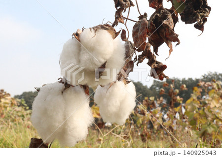 peruvian pima cotton on tree in farm peruvian pima cotton on tree in farm 140925043