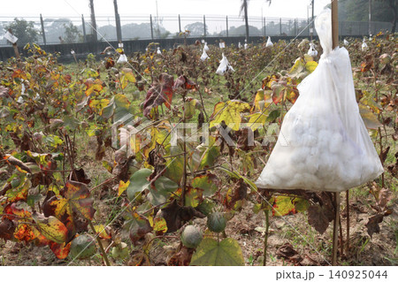 peruvian pima cotton on tree in farm peruvian pima cotton on tree in farm 140925044