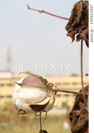 peruvian pima cotton on tree in farm 140925047