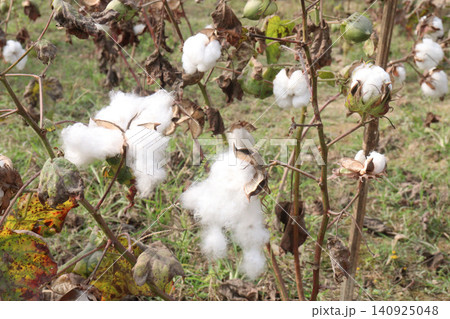 peruvian pima cotton on tree in farm peruvian pima cotton on tree in farm 140925048