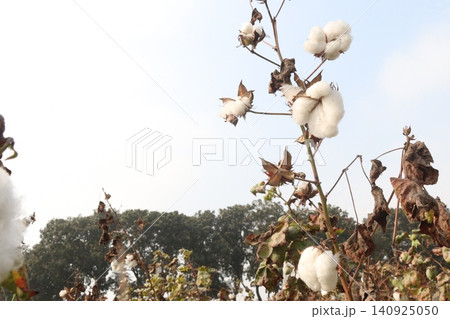 peruvian pima cotton on tree in farm peruvian pima cotton on tree in farm 140925050