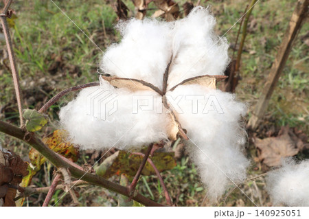 peruvian pima cotton on tree in farm 140925051