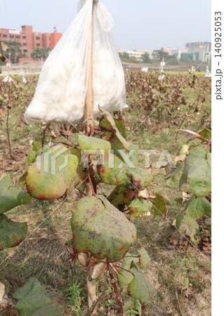 peruvian pima cotton on tree in farm peruvian pima cotton on tree in farm 140925053