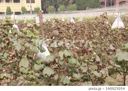 peruvian pima cotton on tree in farm 140925054