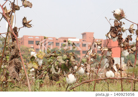 peruvian pima cotton on tree in farm peruvian pima cotton on tree in farm 140925056