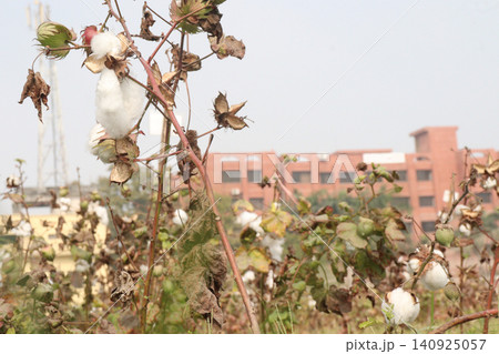 peruvian pima cotton on tree in farm peruvian pima cotton on tree in farm 140925057