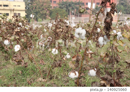 peruvian pima cotton on tree in farm peruvian pima cotton on tree in farm 140925060
