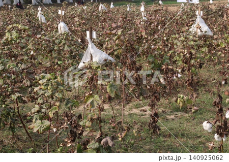 peruvian pima cotton on tree in farm peruvian pima cotton on tree in farm 140925062