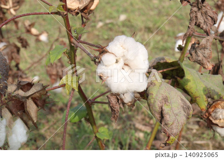 peruvian pima cotton on tree in farm 140925065
