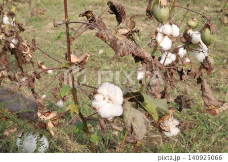 peruvian pima cotton on tree in farm peruvian pima cotton on tree in farm 140925066
