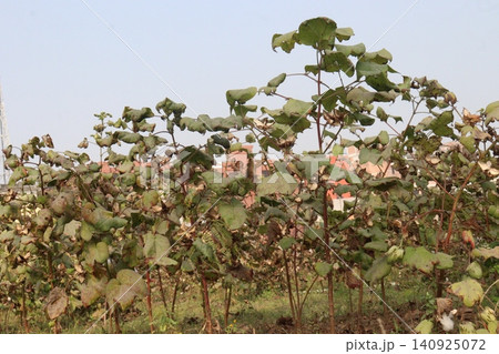 peruvian pima cotton on tree in farm peruvian pima cotton on tree in farm 140925072