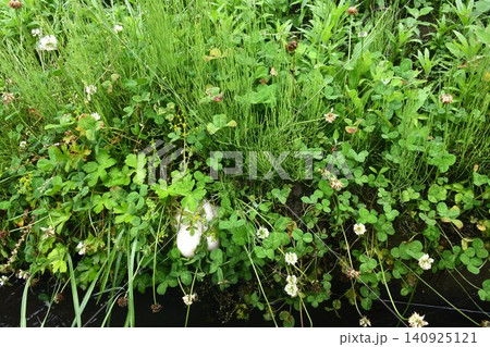 樹上だけでなく水路脇の草に産み付けられたモリアオガエルの卵 樹上だけでなく水路脇の草に産み付けられたモリアオガエルの卵 140925121