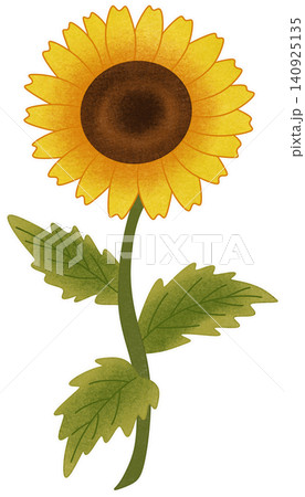 yellow sunflower flower illustration 140925135