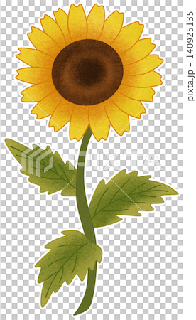 yellow sunflower flower illustration 140925135