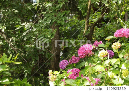 紫陽花 六月 長野市 紫陽花 六月 長野市 140925289