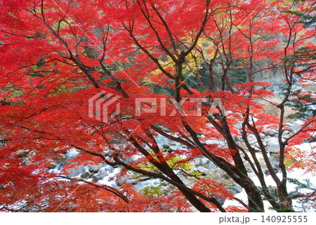 色付く夏井川渓谷の紅葉 色付く夏井川渓谷の紅葉 140925555