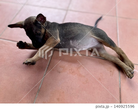 Adorable mixed-breed puppy (Pitbull and Thai Bangkaew) stretching and relaxing on a tiled floor. Adorable mixed-breed puppy (Pitbull and Thai Bangkaew) stretching and relaxing on a tiled floor. 140925596