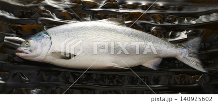 真昆布を敷き詰めた背景に水平にのせたよく太ったおいしい秋鮭の魚体。 真昆布を敷き詰めた背景に水平にのせたよく太ったおいしい秋鮭の魚体。 140925602