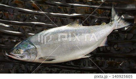 真昆布を敷き詰めた背景に斜めに配したよく太ったおいしい秋鮭の魚体。 真昆布を敷き詰めた背景に斜めに配したよく太ったおいしい秋鮭の魚体。 140925605