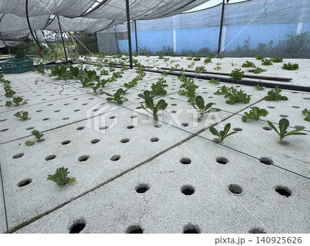 Growing organic hydroponic vegetable cultivation in a modern greenhouse Growing organic hydroponic vegetable cultivation in a modern greenhouse 140925626