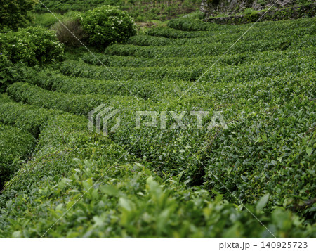 美しい緑のグラデーションが広がる日本の伝統的な茶畑風景 美しい緑のグラデーションが広がる日本の伝統的な茶畑風景 140925723
