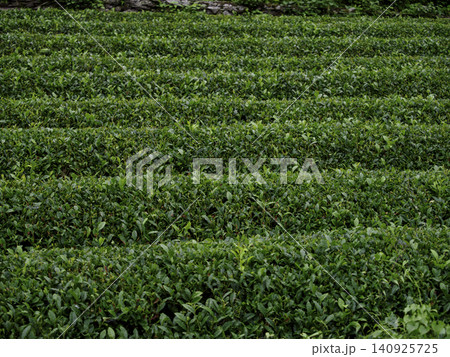 美しい緑のグラデーションが広がる日本の伝統的な茶畑風景 美しい緑のグラデーションが広がる日本の伝統的な茶畑風景 140925725