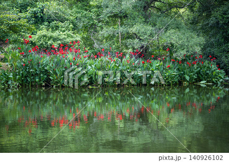 梅雨の時期に咲く花が美しい水のある八景水谷公園 梅雨の時期に咲く花が美しい水のある八景水谷公園 140926102