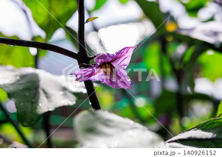 ナスの花 紫色の花が咲く家庭菜園の風景 ナスの花 紫色の花が咲く家庭菜園の風景 140926152