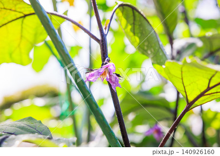 ナスの花 紫色の花が咲く家庭菜園の風景 ナスの花 紫色の花が咲く家庭菜園の風景 140926160