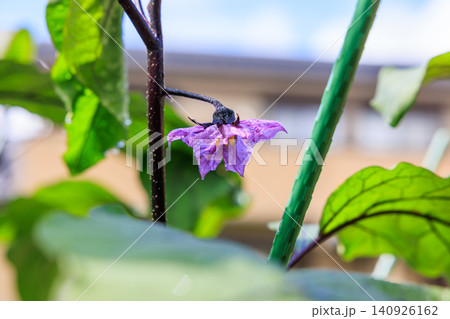 ナスの花 紫色の花が咲く家庭菜園の風景 ナスの花 紫色の花が咲く家庭菜園の風景 140926162