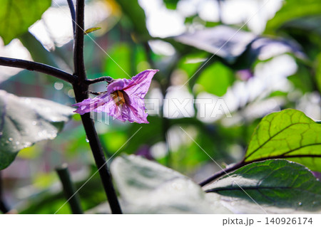 ナスの花 紫色の花が咲く家庭菜園の風景 ナスの花 紫色の花が咲く家庭菜園の風景 140926174