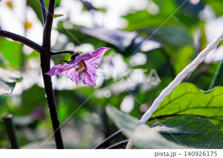 ナスの花 紫色の花が咲く家庭菜園の風景 ナスの花 紫色の花が咲く家庭菜園の風景 140926175