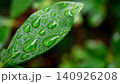 雨粒が輝く鮮やかな緑の葉のクローズアップ 140926208