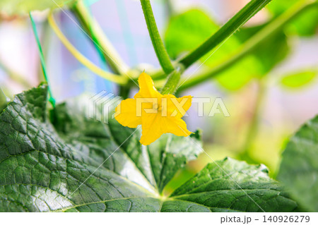 夏の菜園 みずみずしいきゅうりの雌花と葉 夏の菜園 みずみずしいきゅうりの雌花と葉 140926279