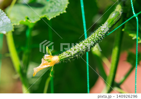 夏の菜園 みずみずしいきゅうりの雌花と葉 夏の菜園 みずみずしいきゅうりの雌花と葉 140926296
