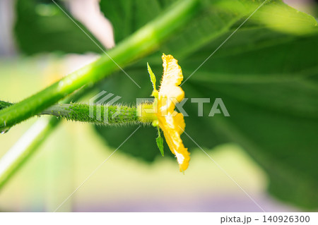 夏の菜園 みずみずしいきゅうりの雌花と葉 夏の菜園 みずみずしいきゅうりの雌花と葉 140926300