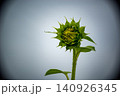 蕾の向日葵 140926345