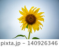 雨の向日葵 140926346