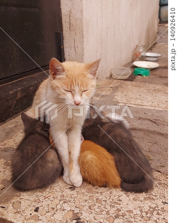 Kittens suck milk from their mother cat. Cat family. Cat with kittens. High quality photo Kittens suck milk from their mother cat. Cat family. Cat with kittens. High quality photo 140926410