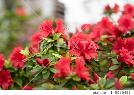 Flowering bright red azalea, genus rhododendron. Wallpaper. Space for text. High quality photo Flowering bright red azalea, genus rhododendron. Wallpaper. Space for text. High quality photo 140926421