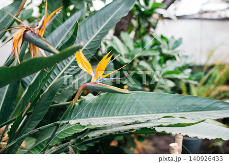 Strelitzia reginae blooming in greenhouse in winter. Strelitzia reginae blooming in greenhouse in winter. 140926433