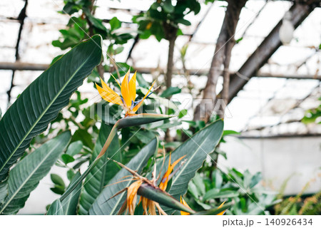 Strelitzia reginae blooming in greenhouse in winter.  140926434