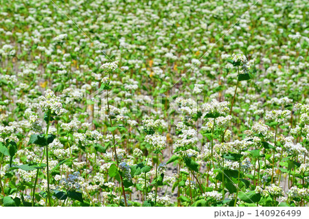 満開のそばの花 鹿沼市久保田橋付近 満開のそばの花 鹿沼市久保田橋付近 140926499
