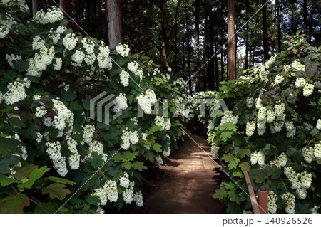 ロマンチック茨城(山の斜面の散歩道に咲き誇る「柏葉紫陽花」のトンネル。)涸沼自然公園あじさい祭り ロマンチック茨城(山の斜面の散歩道に咲き誇る「柏葉紫陽花」のトンネル。)涸沼自然公園あじさい祭り 140926526