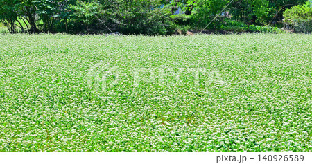 満開のそばの花 鹿沼市久保田橋付近 満開のそばの花 鹿沼市久保田橋付近 140926589