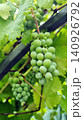 green grapes hanging on the vineyard 140926792