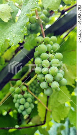 green grapes hanging on the vineyard 140926792
