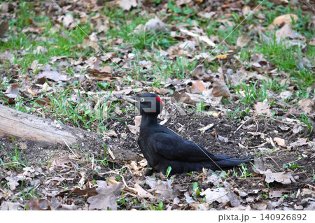 Black Woodpecker in Natural Habitat Amidst Leaf Litter and Greenery Black Woodpecker in Natural Habitat Amidst Leaf Litter and Greenery 140926892
